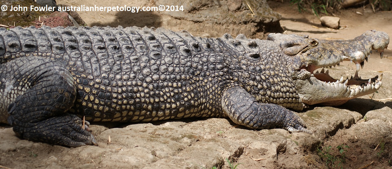 ESTUARINE (or SALTWATER) CROCODILE Crocodylus porosus